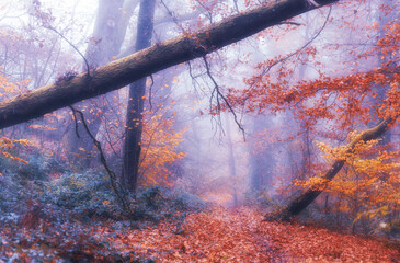 Autumn forest in fog