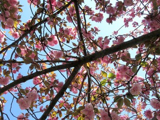 Vibrant Pink Cherry Blossoms Against Blue Sky