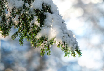 Holiday background with green spruce branch covered with glittering snow in Christmas sunny park