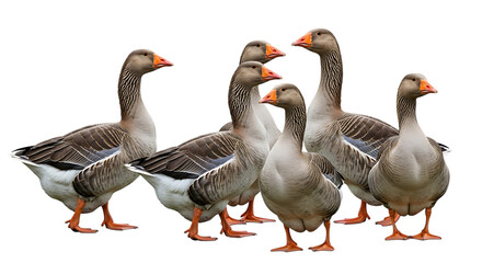 Flock of grey geese with orange beaks and feet standing together, isolated on a transparent background, cutout, PNG