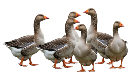 Flock of grey geese with orange beaks and feet standing together, isolated on a transparent background, cutout, PNG