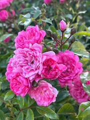 Fototapeta premium pink rose bush