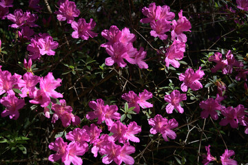 Azaleas blooming in the sunshine at the Ravine Gardens State Park