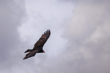 A turkey vulture gliding gracefully through the cloudy sky with wings spread wide, showcasing its dark feathers and distinctive red head in mid-flight.