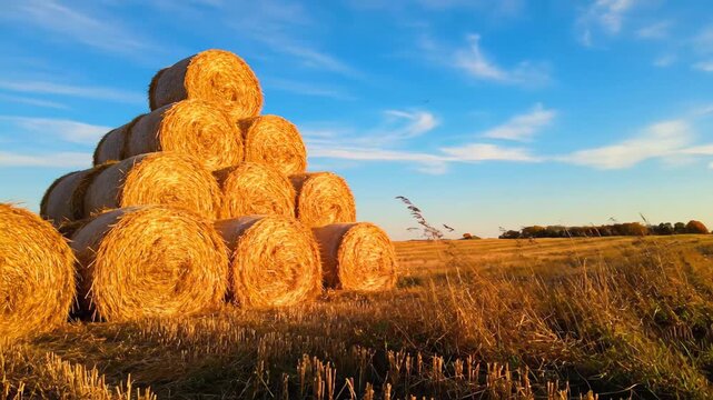 Scenic countryside view showcasing large round haystacks stacked in a pyramidal shape on a freshly harvested wheat field during the enchanting glow of golden hour