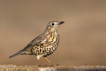 Mistle Thrush (Turdus viscivorus) perched in natural habitat – detailed wildlife portrait