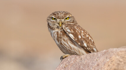 Little Owl (Athene noctua) perched on a rock in natural habitat