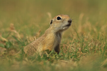Ground Squirrel (Gelengi) standing upright in natural habitat
