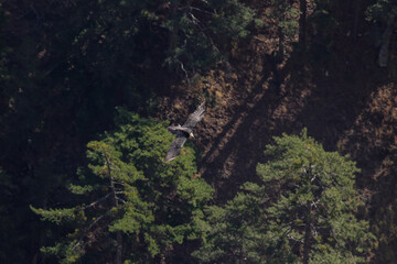 Bearded Vulture (Gypaetus barbatus) soaring over mountains in natural habitat