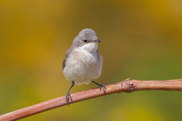 Lesser Whitethroat (Curruca curruca) perched on branch in natural habitat