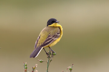 Western Yellow Wagtail (Motacilla flava) perched in natural habitat