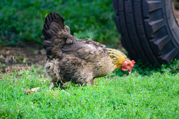 Chicken. A big colorful chicken walks on the grass.n