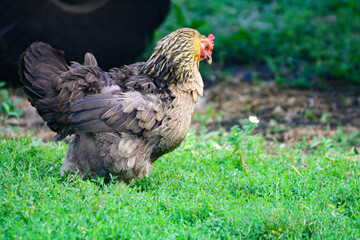Chicken. A big colorful chicken walks on the grass.