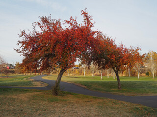 Two trees with blazing fall color form a natural arch over a walking path in the park on a sunny morning.