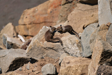 California Ground Squirrel (Otospermophilus beecheyi), seen near Elephant Seal Vista Point