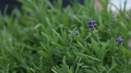 Tiny purple wildflowers blooming among lush green grass. Close-up selective focus on delicate flower buds with soft blurred meadow background. Spring nature botanical detail with shallow depth.

