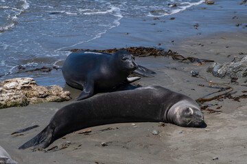 Northern Elephant Seal on the beach at Piedras Blancas CA