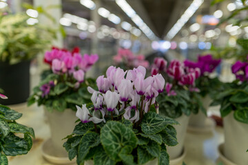 ふんわりボケ味に包まれたシクラメン
