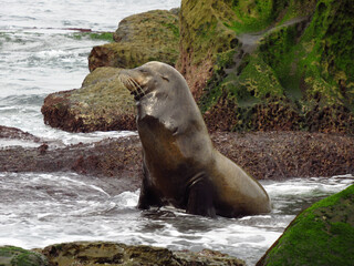 Sea Lion Sitting Up with Eyes Closed