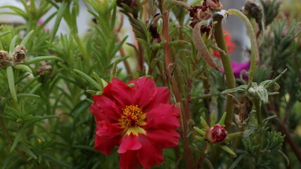 Vibrant red peony flower in full bloom with yellow center, surrounded by green foliage and wilted buds. Close-up garden flower detail capturing botanical beauty and natural color contrast elegantly.

