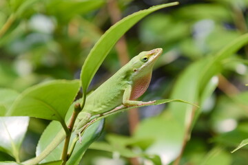 Green anole climbing on a branch
