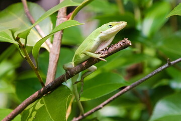 Green anole climbing on a branch