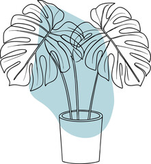 Monstera plant in pot with blue shape leaves