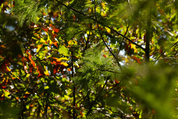 Vibrant autumn foliage, with leaves in various shades of green, yellow, and red, illuminated by soft sunlight filtering through the branches of trees.