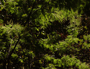Vibrant autumn foliage, with leaves in various shades of green, yellow, and red, illuminated by soft sunlight filtering through the branches of trees.