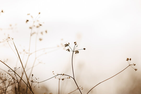 Abstract autumn grass texture. Dry stems of grass create a delicate pattern on a soft background, perfect for natural design and seasonal mood.