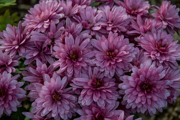 pink chrysanthemum flowers