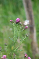 Obraz premium Summer field. green grass and yellow flowers. Spring
