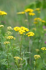 Summer field. green grass and yellow flowers. Spring