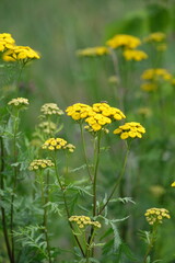 Summer field. green grass and yellow flowers. Spring