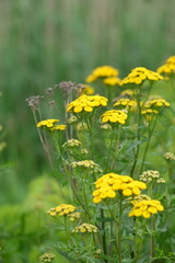 Summer field. green grass and yellow flowers. Spring