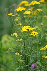Fototapeta premium Summer field. green grass and yellow flowers. Spring