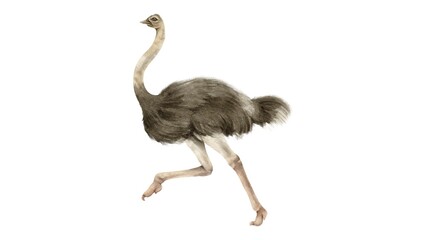 Hand Painted Watercolor Baby Ostrich Savanna Wildlife Bird Illustration - 1