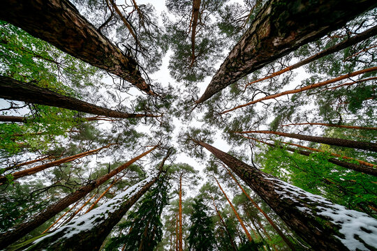 Under view of pine trees and sky  - Powered by Adobe