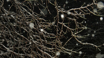 Frost-covered branches with snow falling against dark winter background. Close-up seasonal detail capturing icy twigs with natural snowflakes mid-fall. Winter weather atmospheric nature photography.

