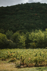 vineyard in france