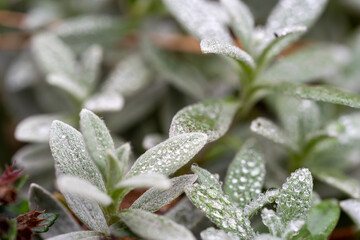 Water droplets on the hairy leaves of snow-in-summer plant
