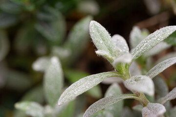 Water droplets on the hairy leaves of snow-in-summer plant