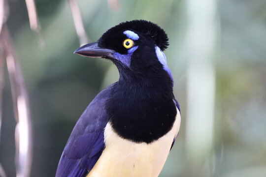 Gralha Picaça, Gralha de Crista Negra - Plush-Crested Jay