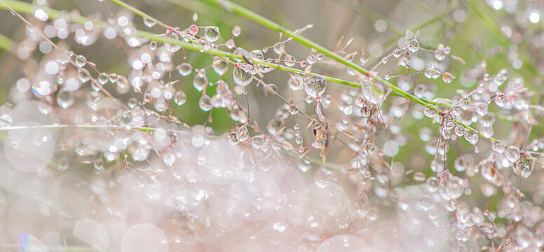 dew drops on grass close-up, background