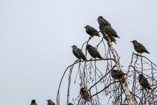 Flock of starlings perched on a bare tree against a soft gray sky - Powered by Adobe