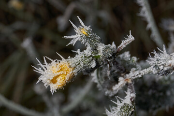 Macrophotography of a dry plant strewn with sharp frost crystals. The detailed winter texture and soft dark background blur create the atmosphere of a frosty morning.