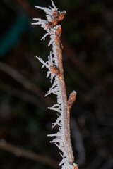Macrophotography of a dry plant strewn with sharp frost crystals. The detailed winter texture and soft dark background blur create the atmosphere of a frosty morning.
