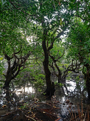 early morning in the mangroves