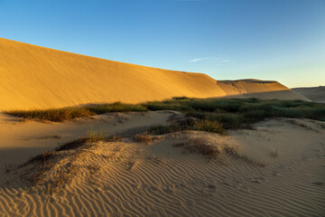 26 - Vegetazione in mezzo alla sabbia tra le Dune di Maspalomas, Spagna