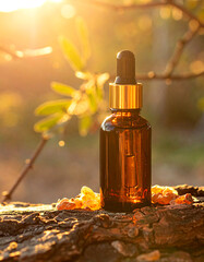 Wonderful Scene in nature, sun, Olíbano Olibanum Tree, Frankincense essential oil, aromatherapy, sun, trunk